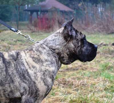 TRIADA BALUARTE DE LOS PERROS