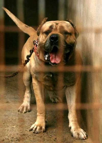 OSO DE PERRO DE LA TIERRA