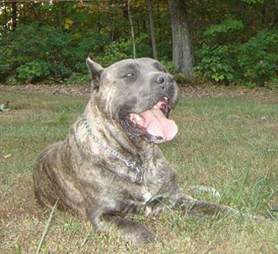 AKCM MAXIMUS DEMETRIUS