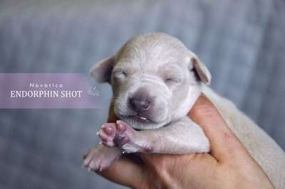 Novatica Endorphin Shot