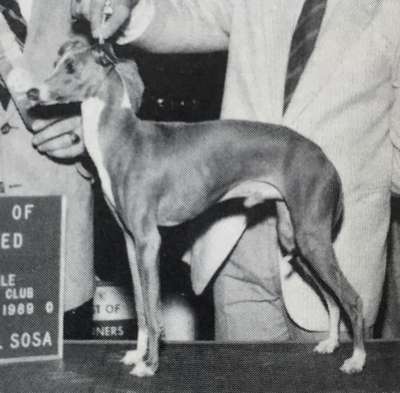 Debo's Dashing Dusty DeMerola