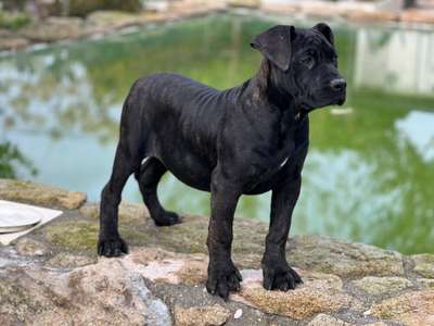 PRIMITIVA DE KING ZULU