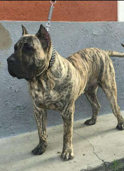 WALTER DE CIELO DE CANARIAS