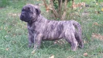 ATIKA FUERZA BULL