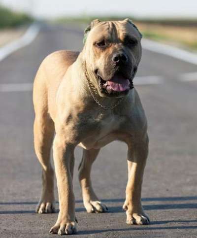 FREDO DE CONSTANTIN (DAEMON)