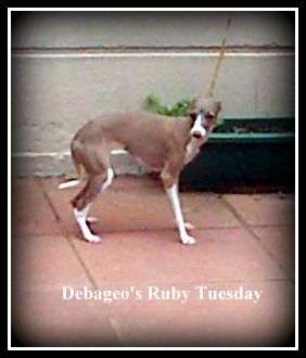 Debageo Ruby Tuesday