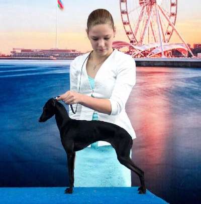 Zhemchuzhina Dona Dior For House Of Hounds