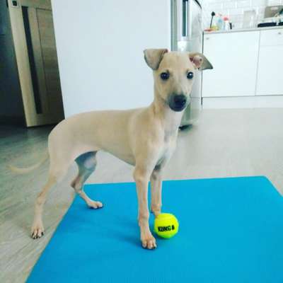 Fansy Stones Efgraf