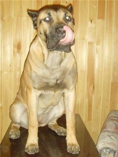 SPIRIT OF BRAVEHEART'S ANASTACIA (NATA)