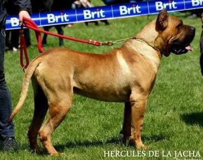 HERCULES DE LA JACHA