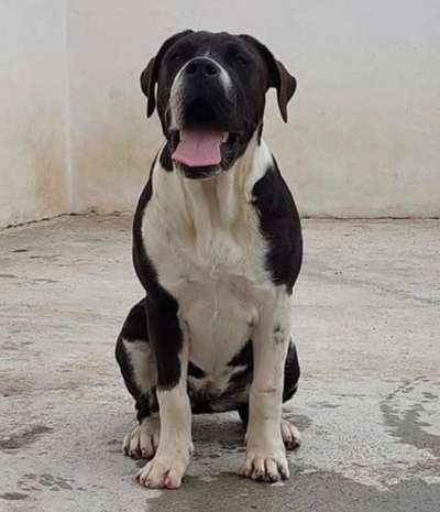 FULA DE GLADIATOR CANARIO