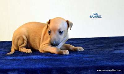 Canis Nobilitas Ramirez