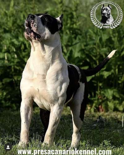 JOHN SNOW DE BUCOVINA WORKING DOGS