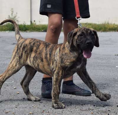 BELITA PERRO LOCO DE HIERRO