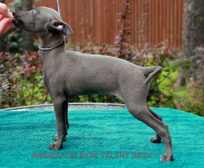 Angelo Celeste Valery Grey