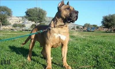 DOMINGO (ARIS)