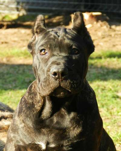 BOSS BULL CANARIO UZO