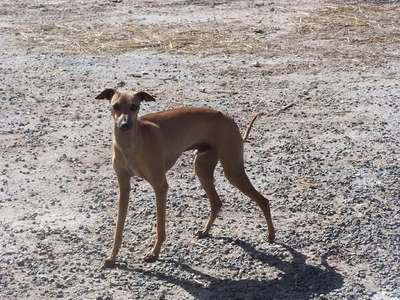 Floy De Percyval