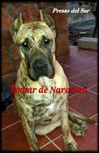 AMBAR DE NARACLAN