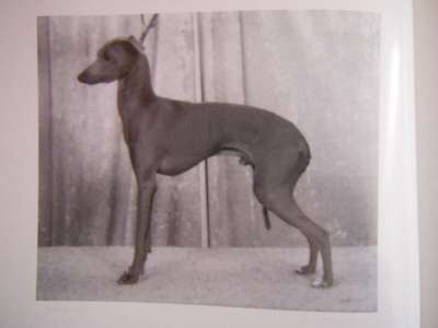 Chelanis Achilles