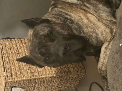 BOSSMAN KENNELS BENZO