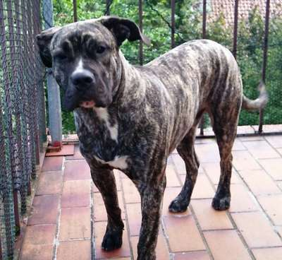 BELINO DE LA CASA AMISTOSA