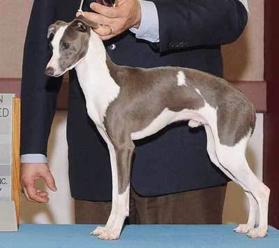 Skidi's Pretty Boy Floyd