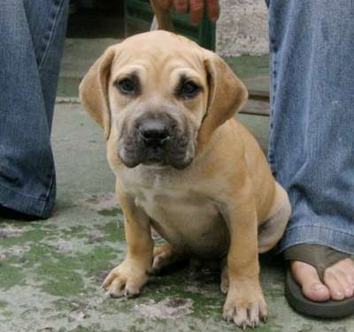 MONZON DE PERRO DE LA TIERRA