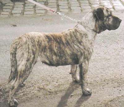 ARONA DE ORDEPAIFOS