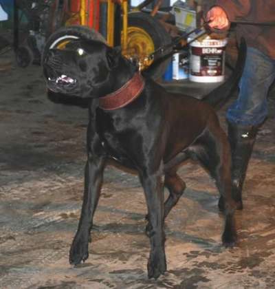 COAL DE LEXA ESTATE GUARDIAN