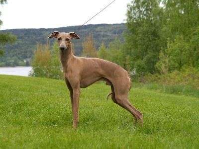 Dogcastle's Let Me Entertain You