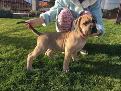 ADELLIA HERMOSO PERRO DE ZUMIS