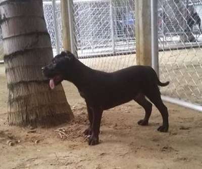 UNO CANARIO BRUTUS