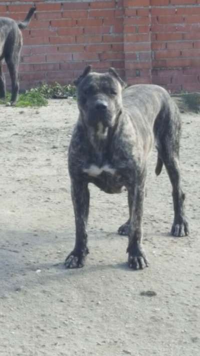 ZARPA DE KING ZULU