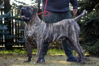 OSO PENELEOS