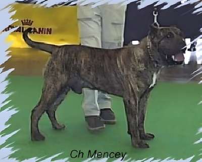 MENCEY