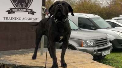 C'DJANGO DE SABURO KENNELS