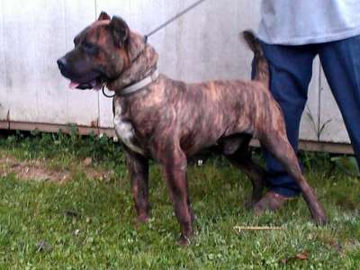 COPPER HEAD DE IRON PRESS KENNEL (DINERO AKA CASH)