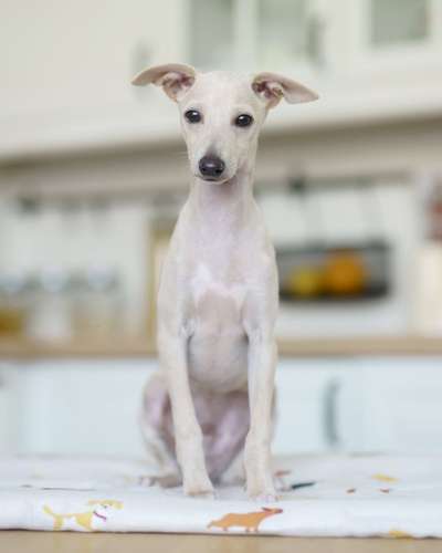 Farys Cani Di Salamon