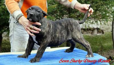 ZARRA OF SEVEN SHARKY DINASTY