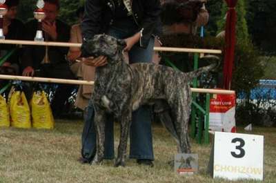 RIVULUS TAYSON