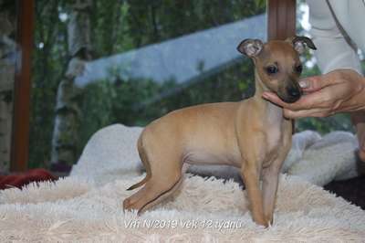 Nensy Feritte Bugsy