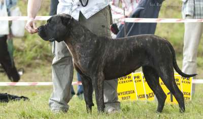 ATENA MIRDOG