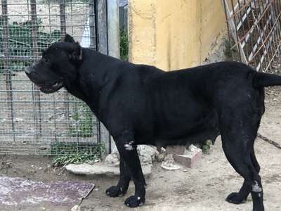 SAMANTA DE KING ZULU