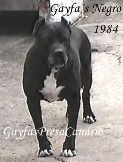 NEGRO DE GAYFA