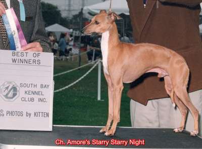 Amore's Starry Starry Night