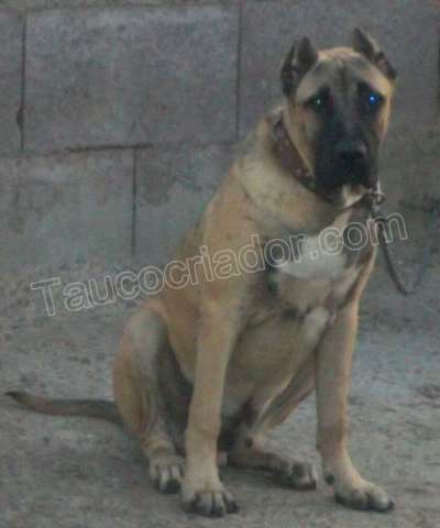 OSO DE TAUCO
