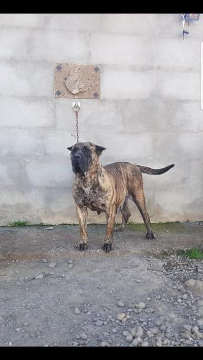 TRAMA DE BREVIERCAN