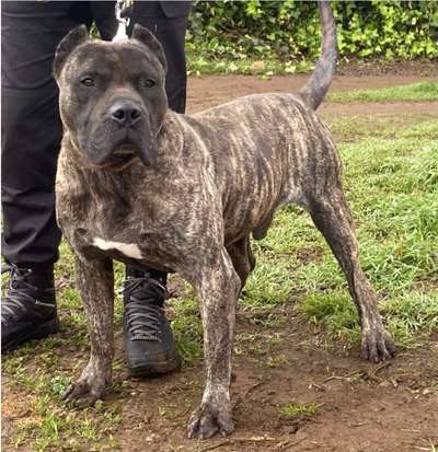 CESAR (IREMA CURTO)