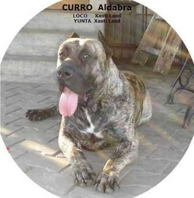 CURRO ALDABRA